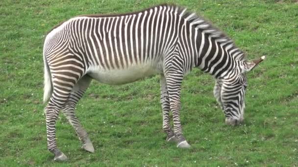 Grevy Zebra Equus Grevyi Пасутся — стоковое видео