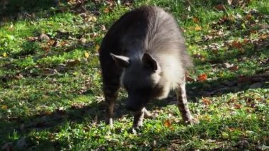 Kahverengi sırtlan (Parahyaena brunnea) yürüyüş 