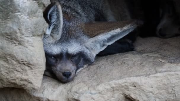 Otocyon Megalotis Sleeping Ground Two Bat Ear Fox Resting — стоковое видео