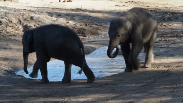 Ινδική Ελέφαντας Indicus Maximus Elephas Χαριτωμένο Μωρό Ελέφαντας — Αρχείο Βίντεο