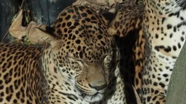 Uyuyan iki leopar (Panthera pardus)