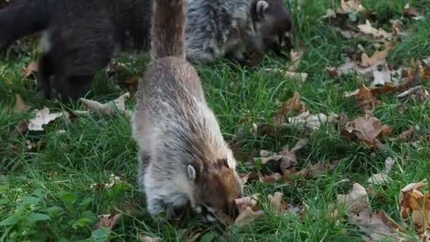 Vitnosad Coati Nasua Narica Känd Som Coatimundi — Stockvideo