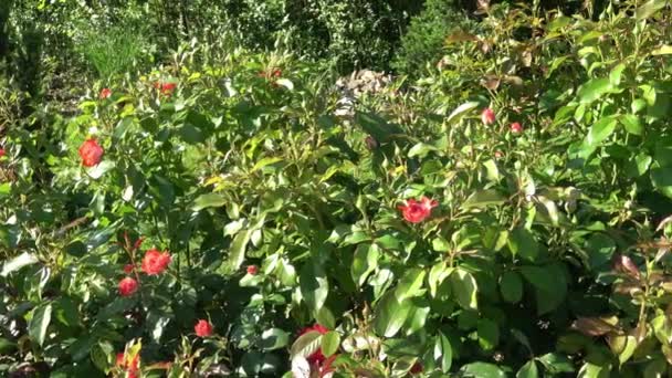 Vår Röda Rosen Blommor Parken — Stockvideo