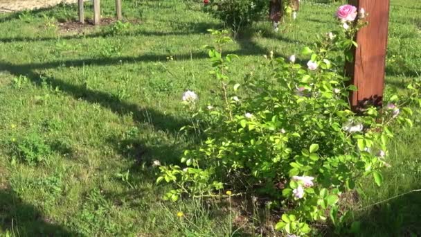 Jardín Con Flores Primavera Parque — Vídeo de stock