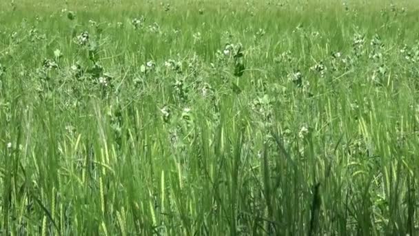 Blommande Grönsaksärtor Fältet Blommande Baljväxter Vita Ärtblommor Unga Skott Och — Stockvideo