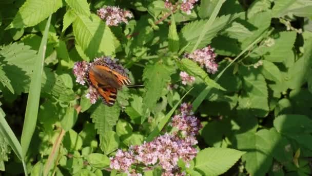 提督蝶 ヴァネッサアタランタ 翼が開いた 花の上の美しい蝶 — ストック動画