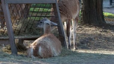 Llama açık havada bir çiftlikte