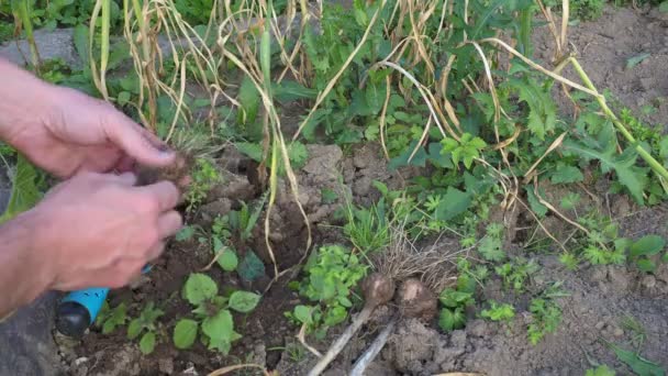 정원에서 마늘을 채소밭에서 마늘을 수확하는 정원사 — 비디오