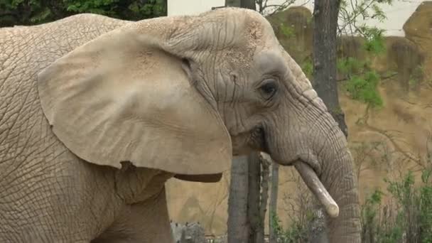 Elefante Arbusto Africano Loxodonta Africana — Vídeos de Stock
