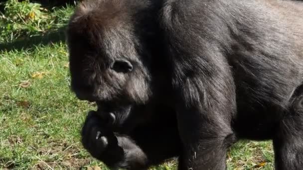 低地大猩猩 大猩猩 在地面上寻找食物 — 图库视频影像