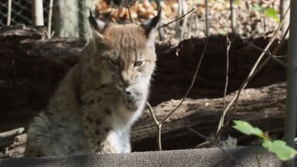 Eurasian Lynx Portrait Wild Cat — Stock Video