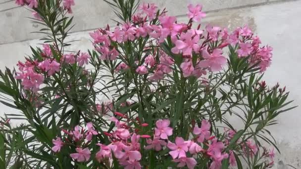 Çiçekaçan Pembe Oleander Ağacı Nerium Oleander — Stok video