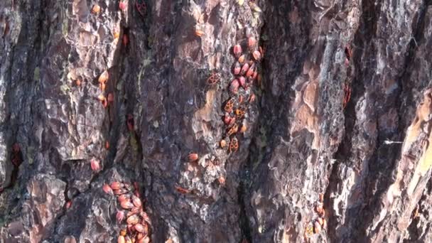 Краснопятнистые Жуки Pyrrhocoris Apterus Сидят Коре Дерева — стоковое видео