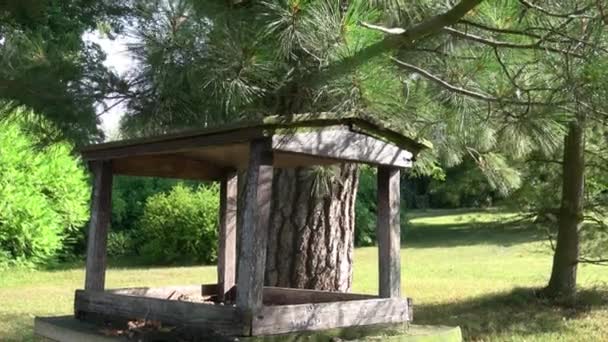 Futterstellen Für Vögel Stadtpark — Stockvideo