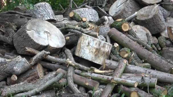 Ormanın Kenarında Odun Yığını Günlüğe Kaydeder — Stok video
