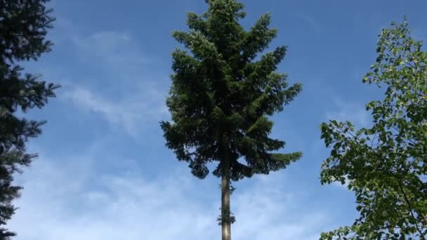 Hoge Boom Een Landelijk Gebied — Stockvideo