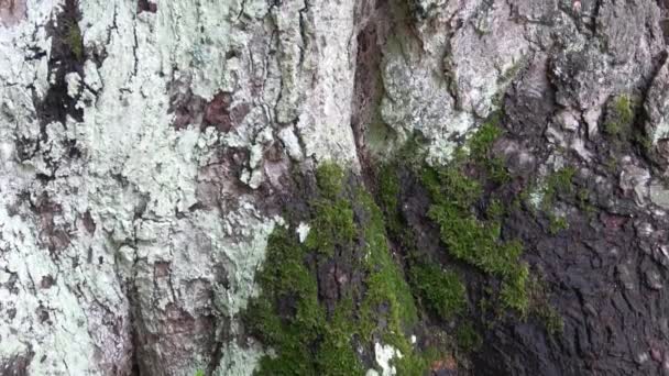 Textura Madera Corteza Árbol — Vídeo de stock