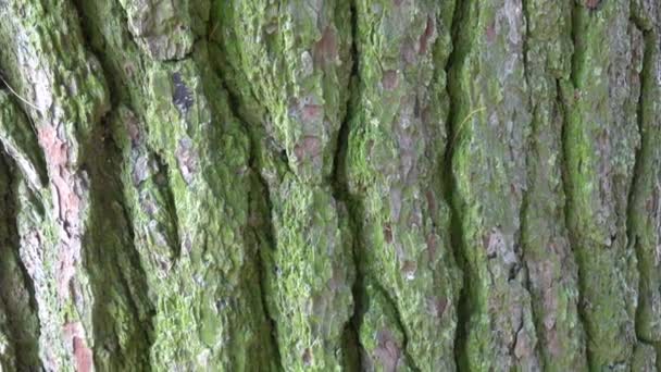 Wood Texture Bark Tree — Stock Video