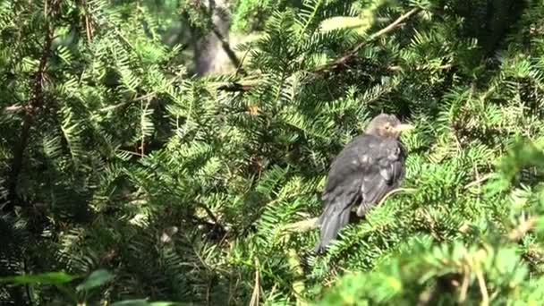Mały Czarny Ptak Drzewie — Wideo stockowe