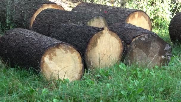 Stammen Van Bomen Opgestapeld Grond Het Bos — Stockvideo