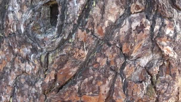 Casca Madeira Textura Árvore — Vídeo de Stock
