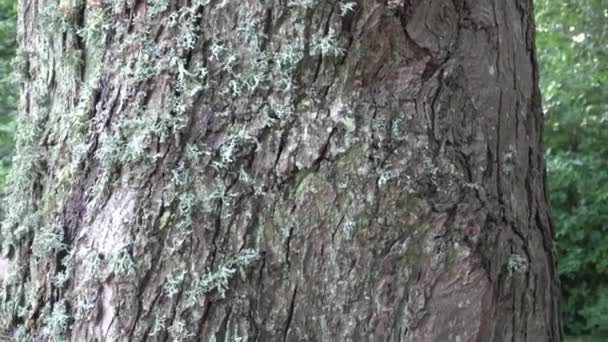 Porosty Kora Drzewa Lichens Symbiotyczne Grzyby Glony — Wideo stockowe