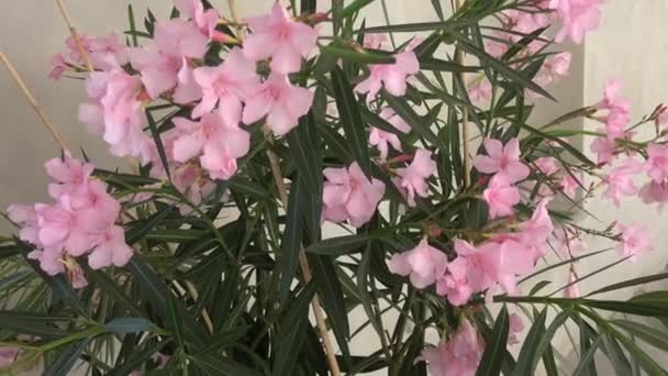 Roze Oleander Boom Bloesem Nerium Oleander — Stockvideo