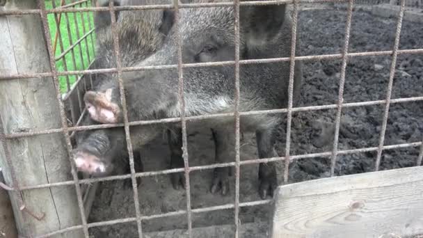 Jabalí Sus Scrofa Dos Cerdos Jabalí Detrás Valla — Vídeo de stock