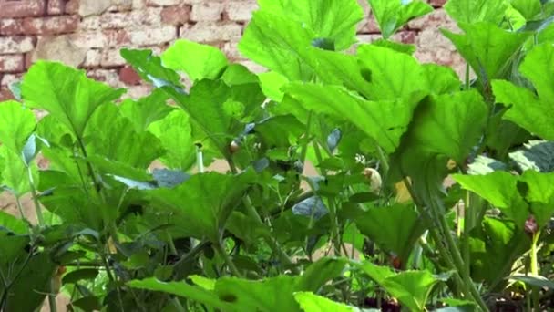 Große Grüne Blätter Von Zucchini Büschen Auf Einem Bauernhof Auf — Stockvideo