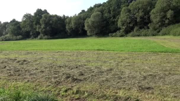 Herbe Tondue Non Tondue Dans Prairie — Video