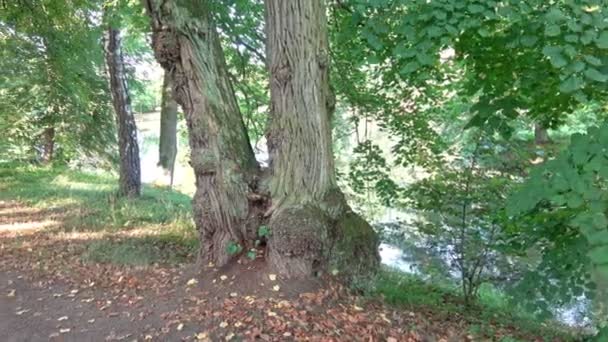 Zonnelandschap Zomer Dag Het Meer Het Meer Het Park — Stockvideo