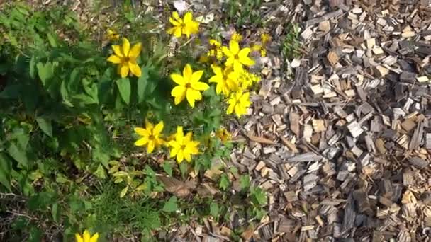 盛开的黄花 花园中美丽的黄色花朵的布景 — 图库视频影像
