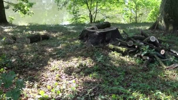 Paesaggio Solare Giornata Estiva Sul Lago Lago Nel Parco — Video Stock