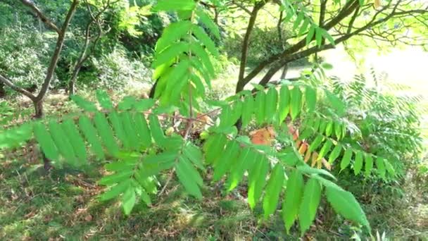 Green Leaves Rhus Typhina Sun — Stock Video