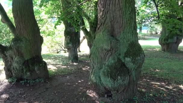 Δέντρα Πάρκων Τις Ηλιόλουστες Ημέρες — Αρχείο Βίντεο