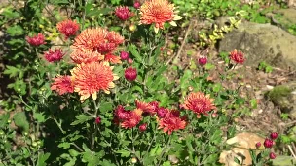 Chrysanthemum Outdoor Garden — Stock Video