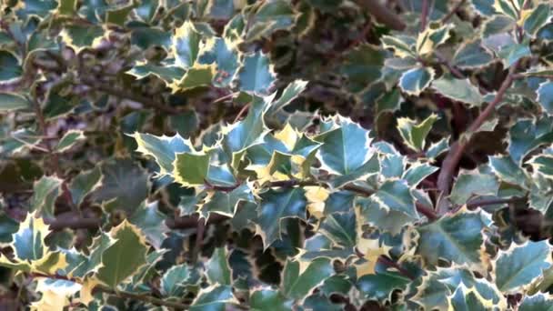 Ilex Eller Holly Trädgrenar Utomhusträd Ilex Aquifolium Rubricaulis Aurea Argentea — Stockvideo