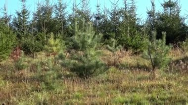 Genç çam ve çam ağaçları. Noel ağaçlarının küçük yeşil fidanları arasında.