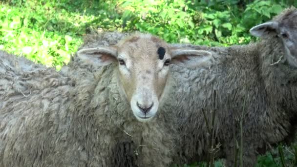 Nahaufnahme Von Zwei Schafen Die Auf Ackerland Schauen — Stockvideo