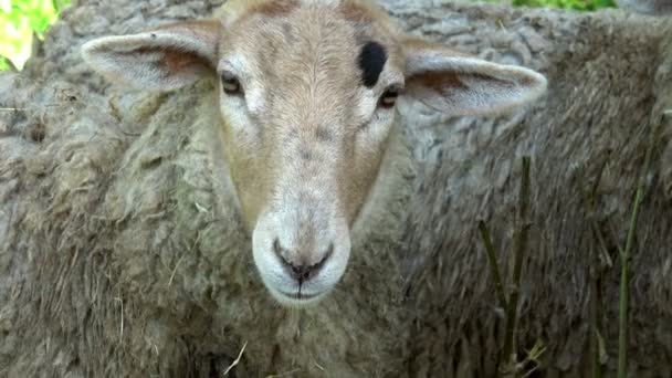 Закрыть Две Овцы Смотрящие Ферму — стоковое видео