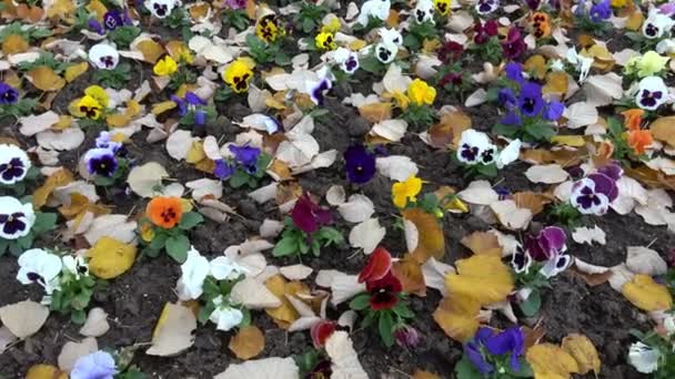 Schöne Bunte Stiefmütterchen Viola Wittrockiana — Stockvideo