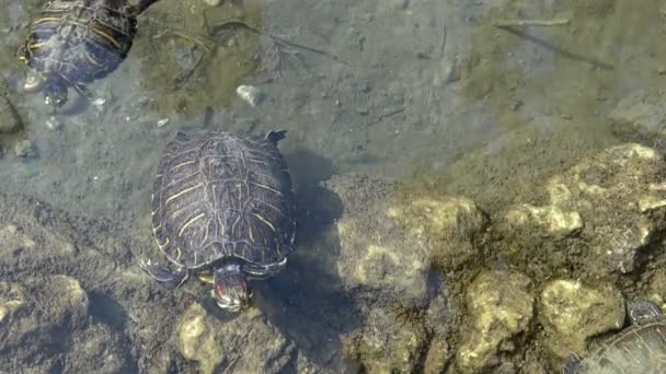 Turtles Swim Clear Water Lake — Stock Video