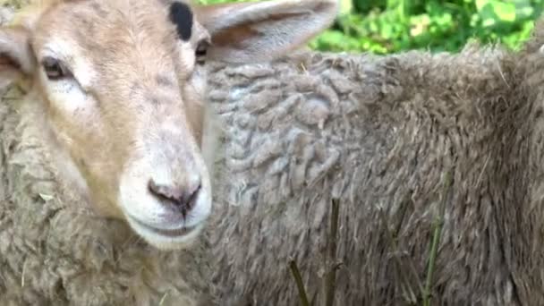 Gros Plan Deux Moutons Regardant Des Terres Agricoles — Video