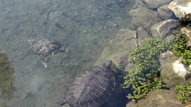 Les tortues nagent dans les eaux claires du lac 