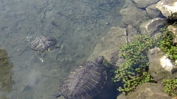 Turtles Swim Clear Water Lake — Stock Video