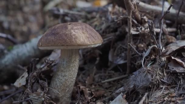 Grande Cogumelo Marrom Crescendo Floresta Colheita Cogumelos — Vídeo de Stock