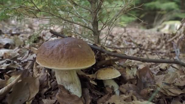 Grote Bruine Paddenstoel Groeit Het Bos Paddenstoelen Plukken — Stockvideo