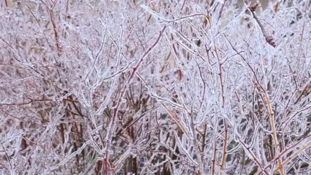 Мороз Звисає Гілках Красивий Природний Фон Гілками Чагарника Покритими Блискучими — стокове відео