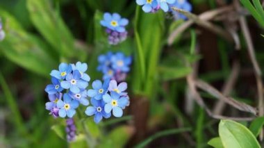 Mavi çiçekler Unutma beni (Myosotis sylvatica) 