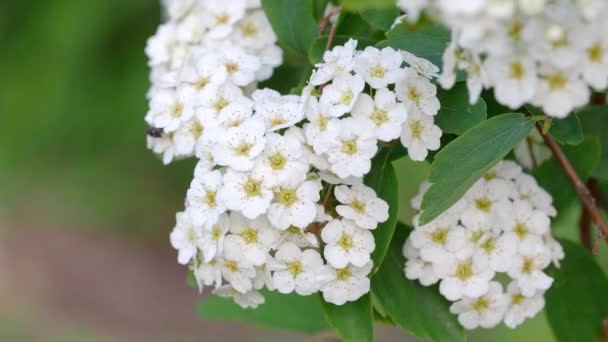 ホワイト スピライア 英語版 Spireae は忙しい 背景がぼやけて美しい春の白いブッシュ 緑と白の花 小さな多年生の白い花 花嫁の花 — ストック動画